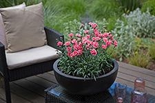 Dianthus Sugar Plum Coral